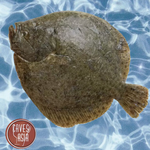 多寶魚(歐洲)