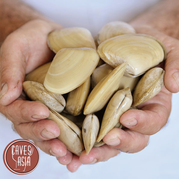 活托托(可刺身食用)M