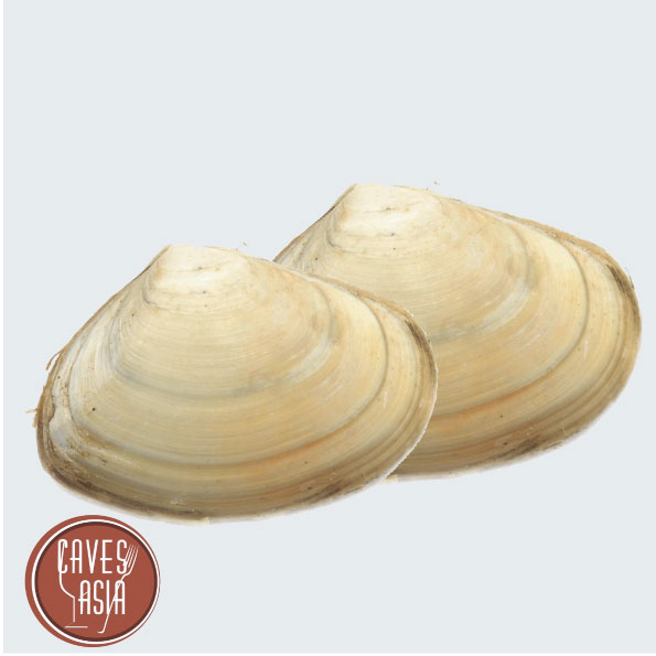 活托托(可刺身食用)L